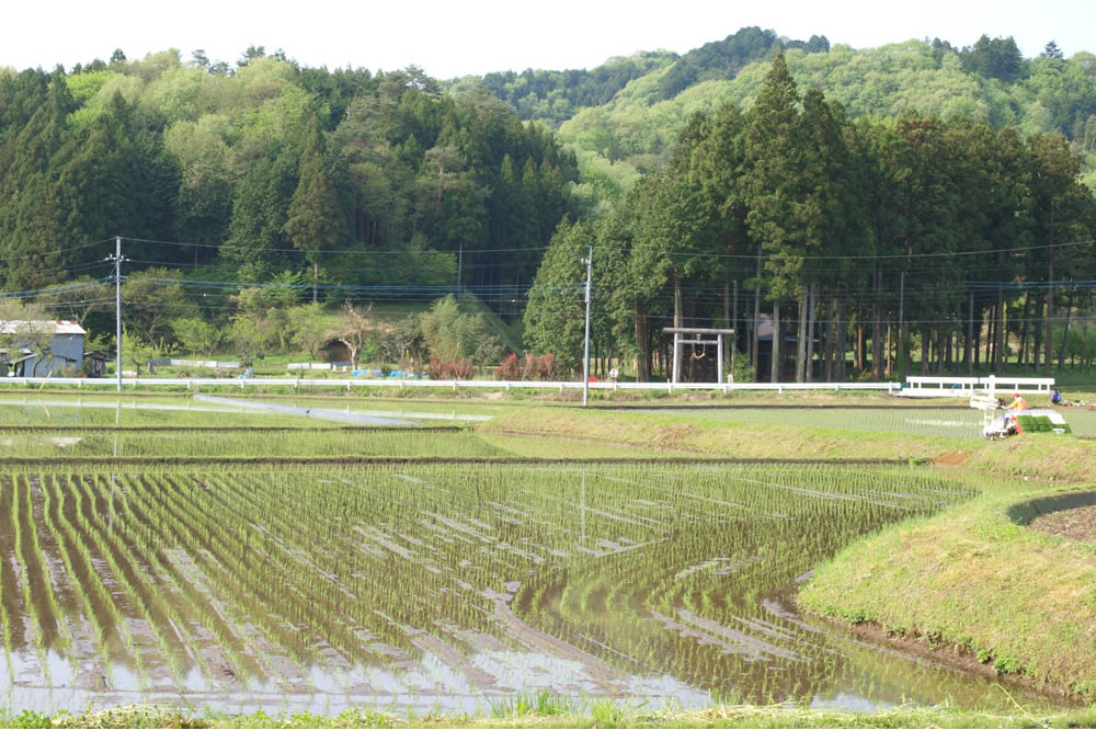 田植えの風景